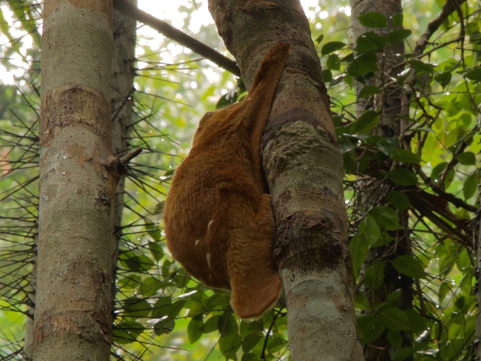 Colugos: The True “Flying Lemurs” (image credits: wikimedia)