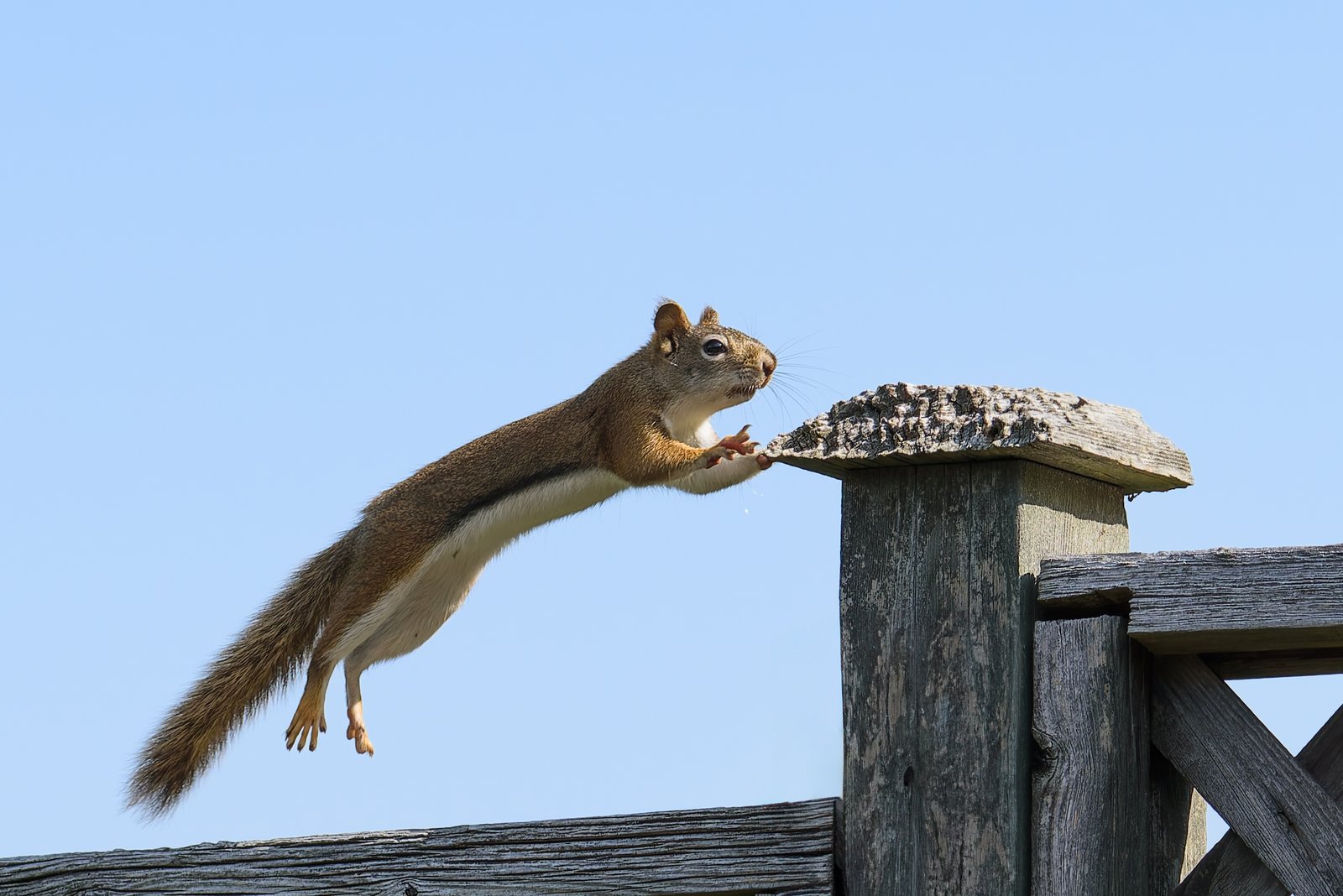 Flying Squirrels: Nighttime Gliders of the Canopy (image credits: wikimedia)