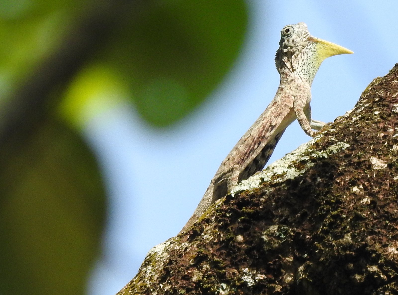 Draco Lizards: The Flying Dragons of Borneo (image credits: wikimedia)