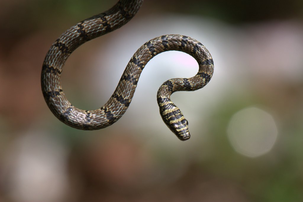 Paradise Tree Snakes: Slithering Through the Air