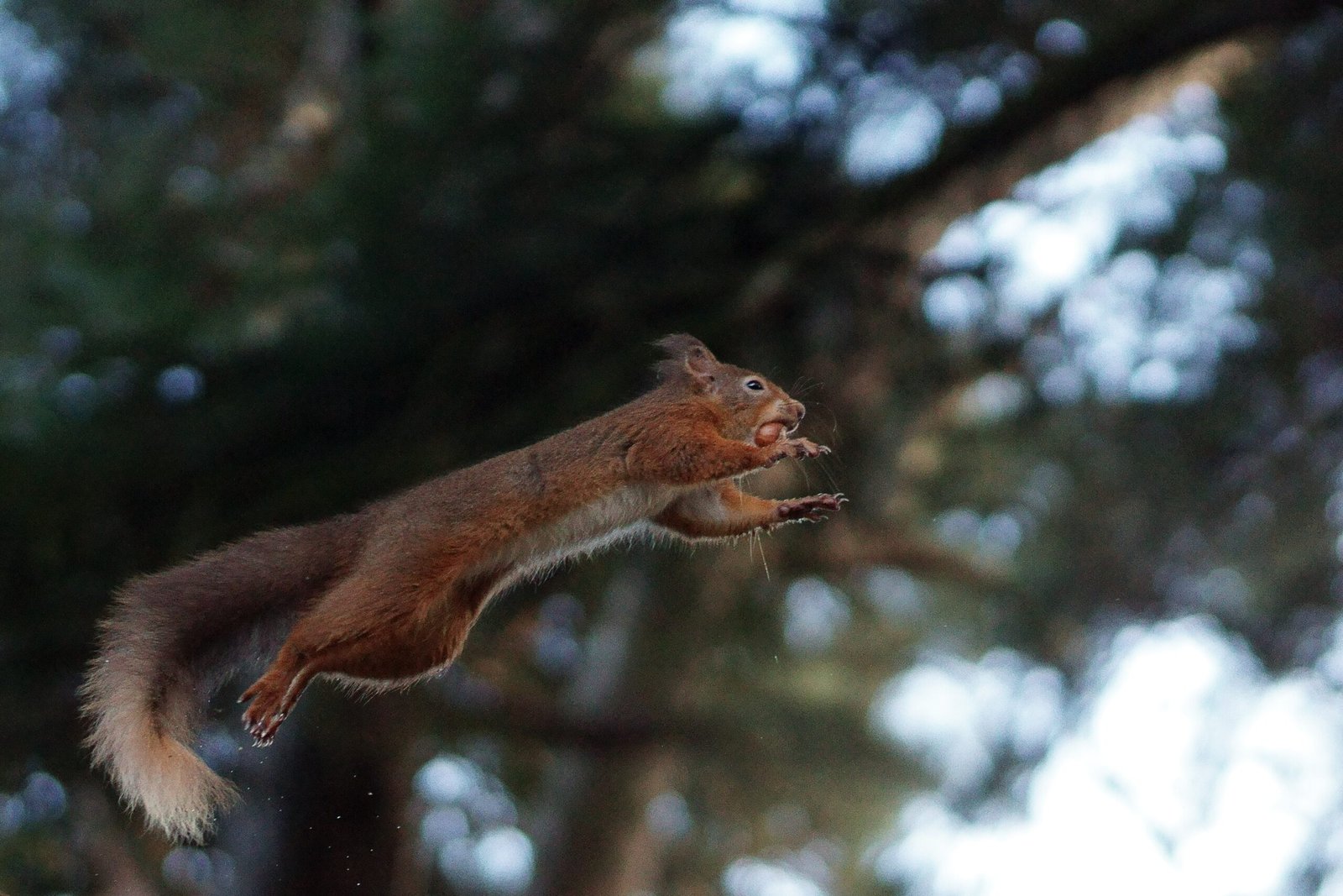 Why Gliding? The Survival Advantage (image credits: wikimedia)