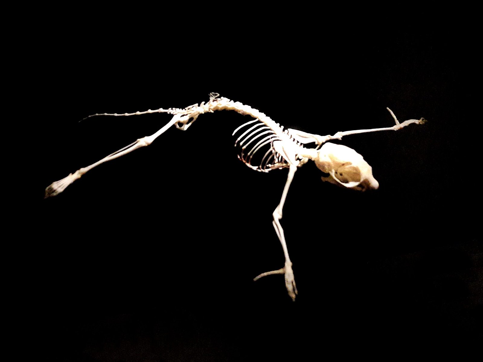 Anatomy of a Glide: Nature’s Engineering Marvel (image credits: wikimedia)