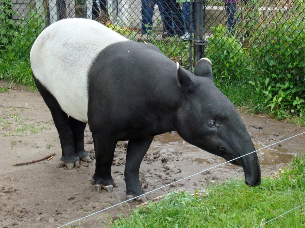 The Malayan Tapir: Evolutionary Outlier With a Panda Paint Job
