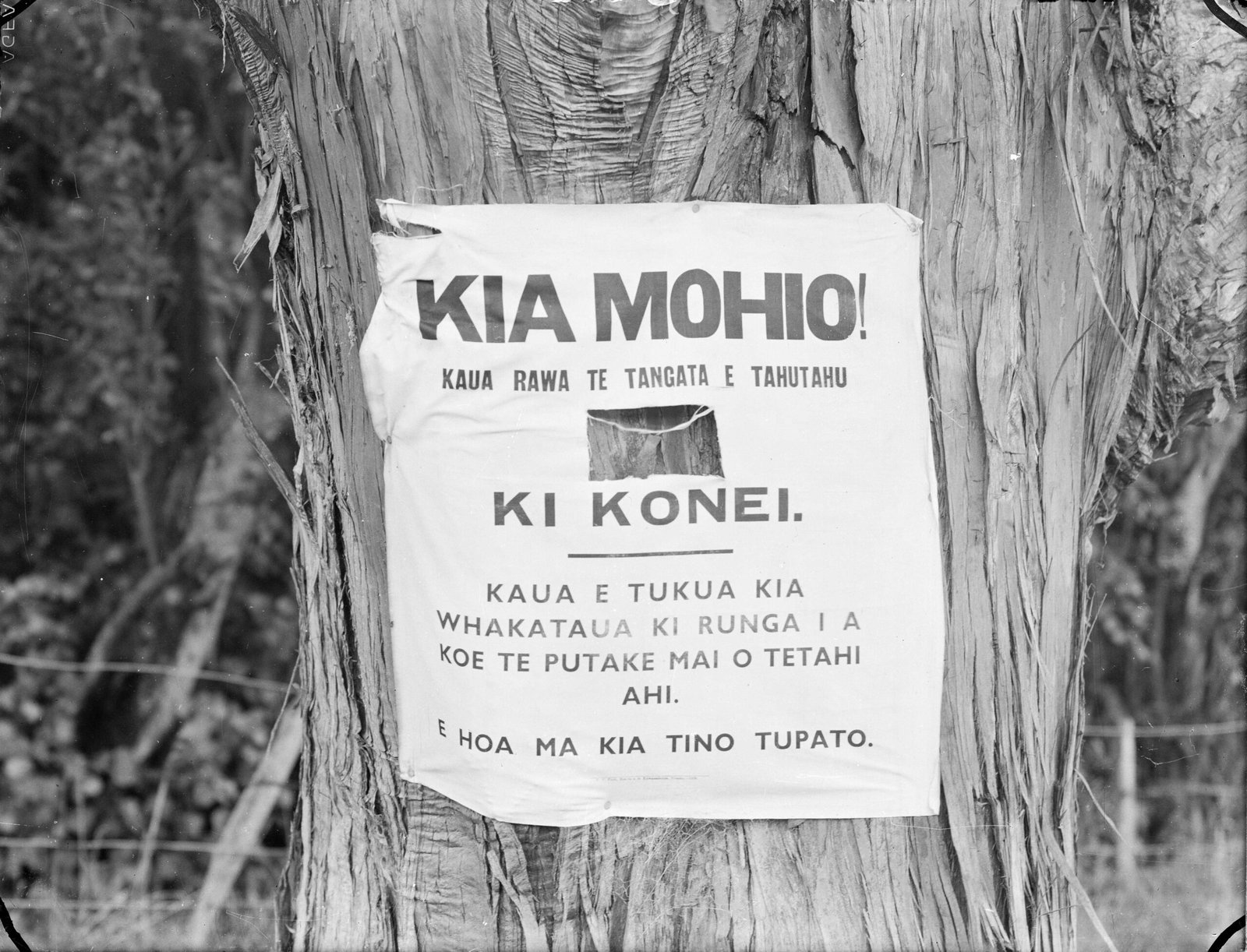 Policy and Protection: The Māori Language Act (image credits: wikimedia)