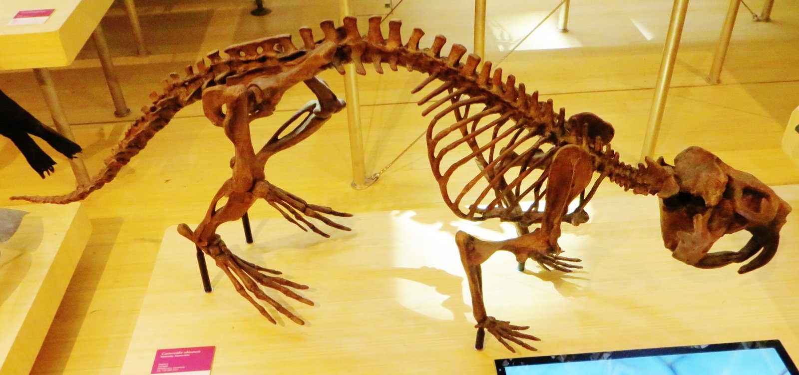 The Astonishing Castoroides: Nature’s Oversized Engineer (image credits: wikimedia)