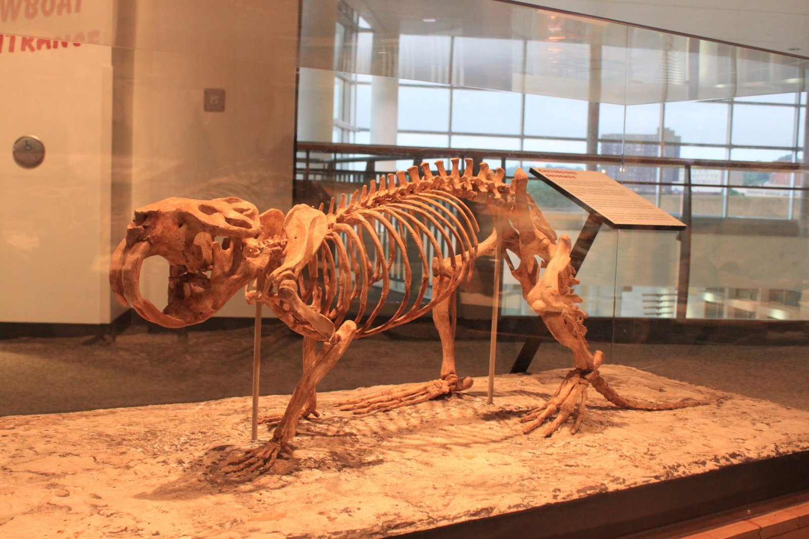How the Giant Beaver Lived: A Peek Into Their World (image credits: wikimedia)