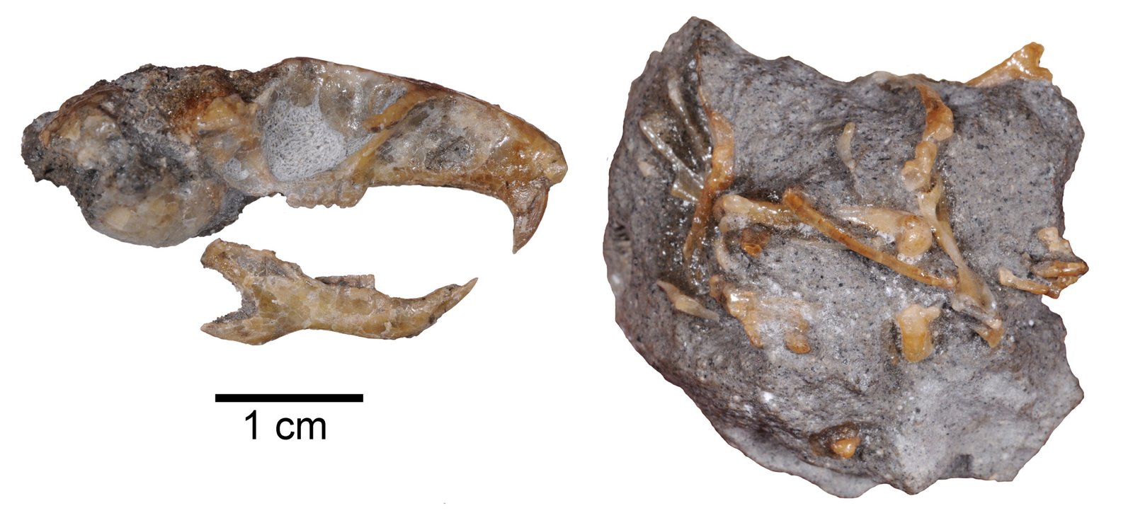 Teeth Built for a Giant’s Appetite (image credits: wikimedia)