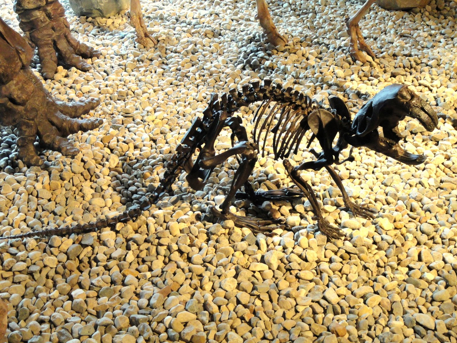 Why Did the Giant Beaver Disappear? (image credits: wikimedia)