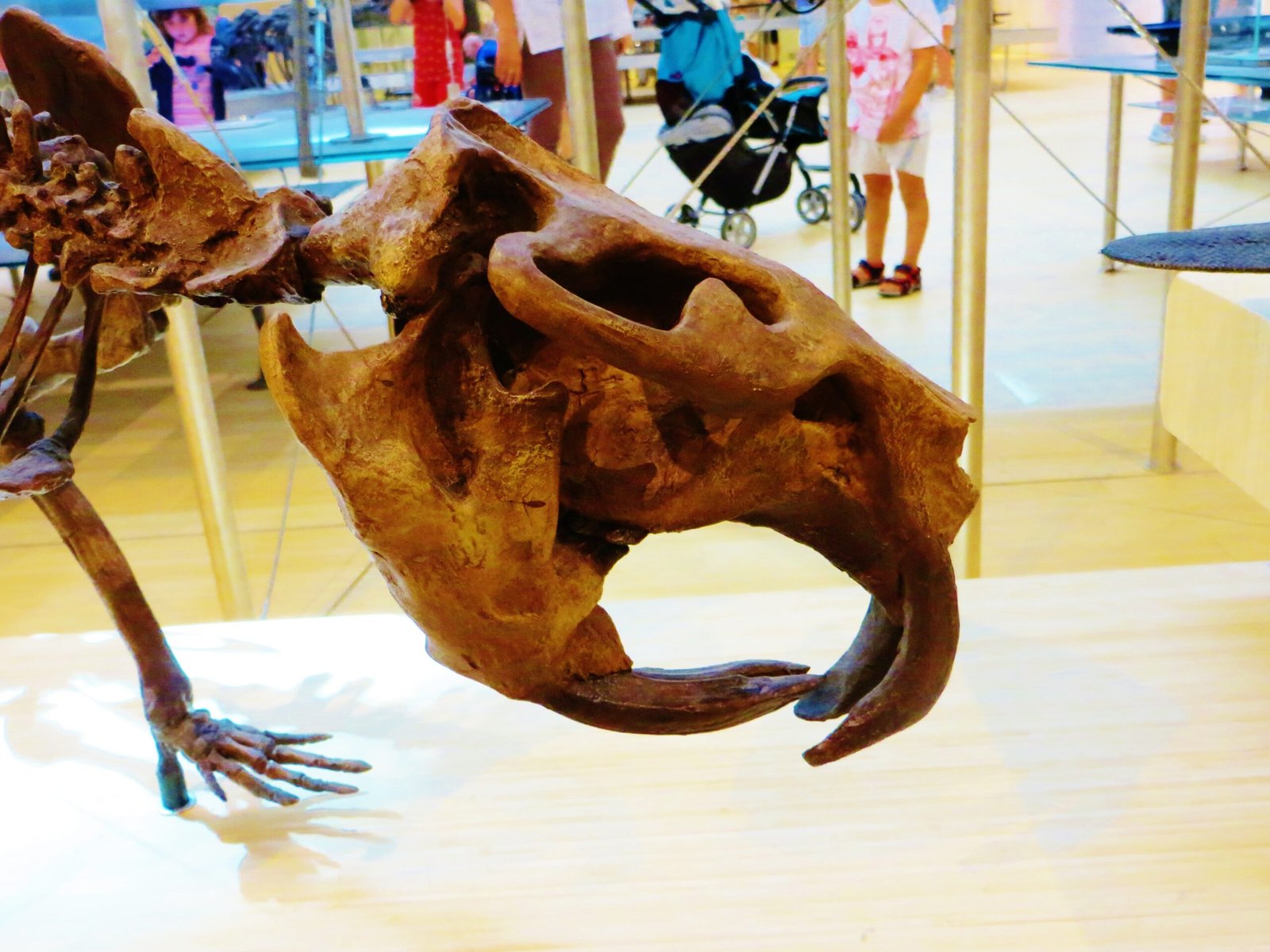 What Modern Science Reveals About Castoroides (image credits: wikimedia)