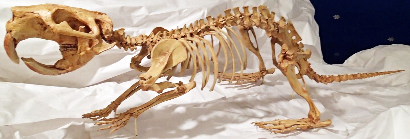 The Legacy of Ohio’s Giant Beaver (image credits: wikimedia)