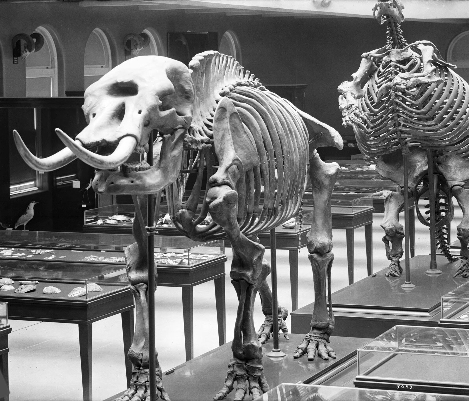 The Enduring Fascination With Prehistoric Giants (image credits: wikimedia)