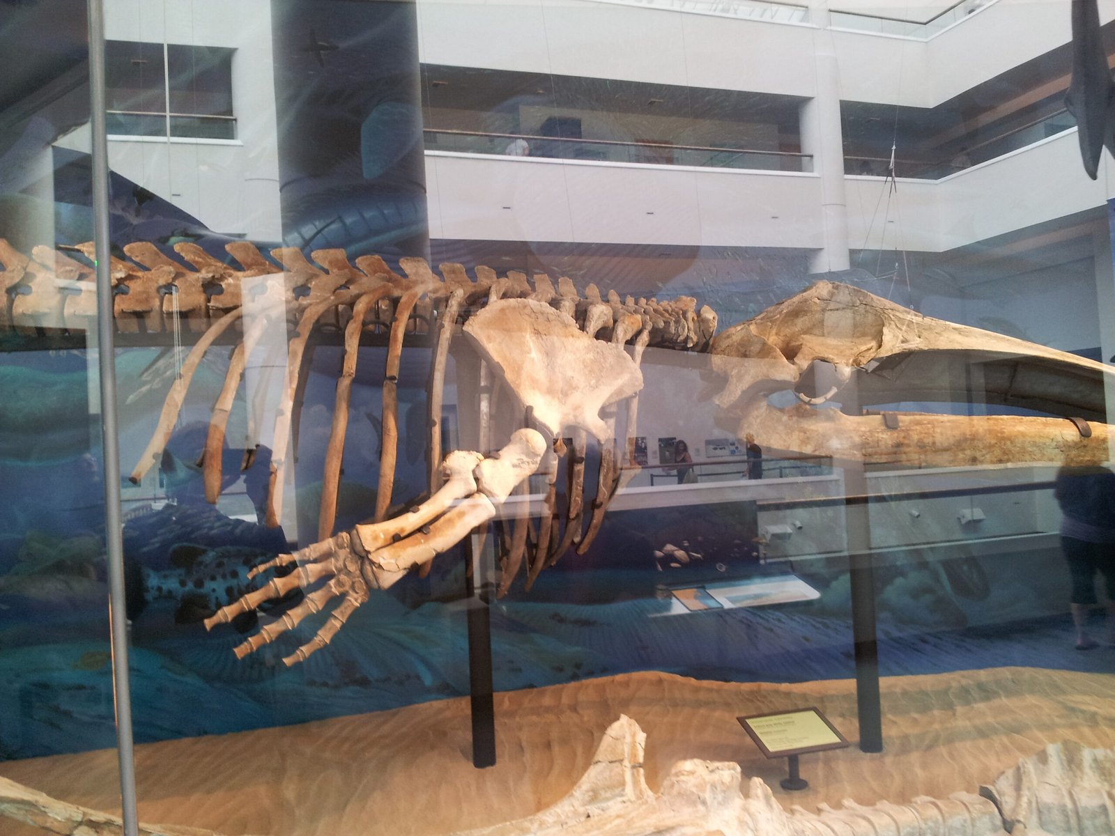 Unearthing Ocean Giants: The Fossil Record (image credits: wikimedia)