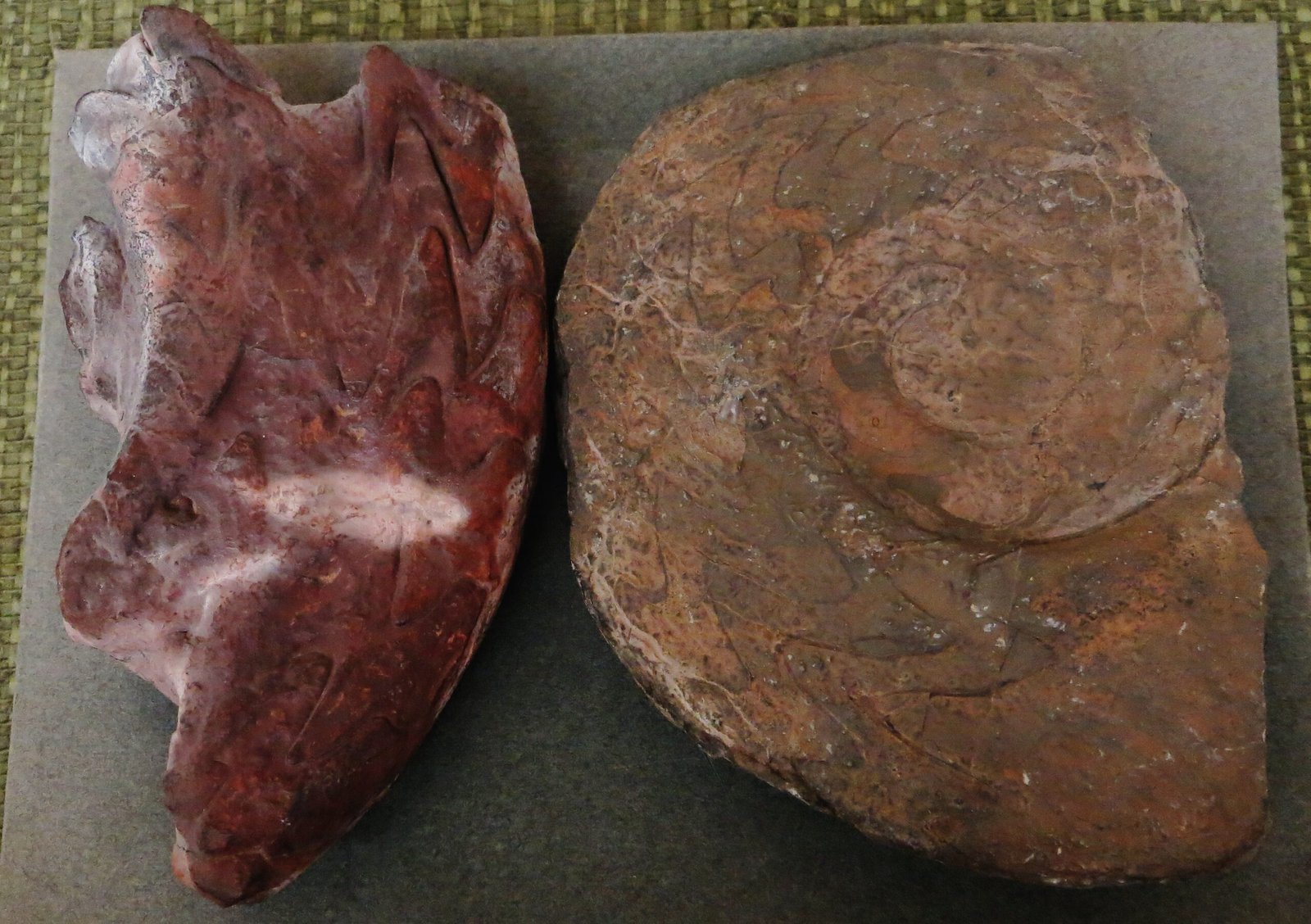 The Importance of Paleontological Discoveries (image credits: wikimedia)