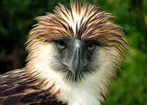 Endangered and Under Siege (image credits: wikimedia)