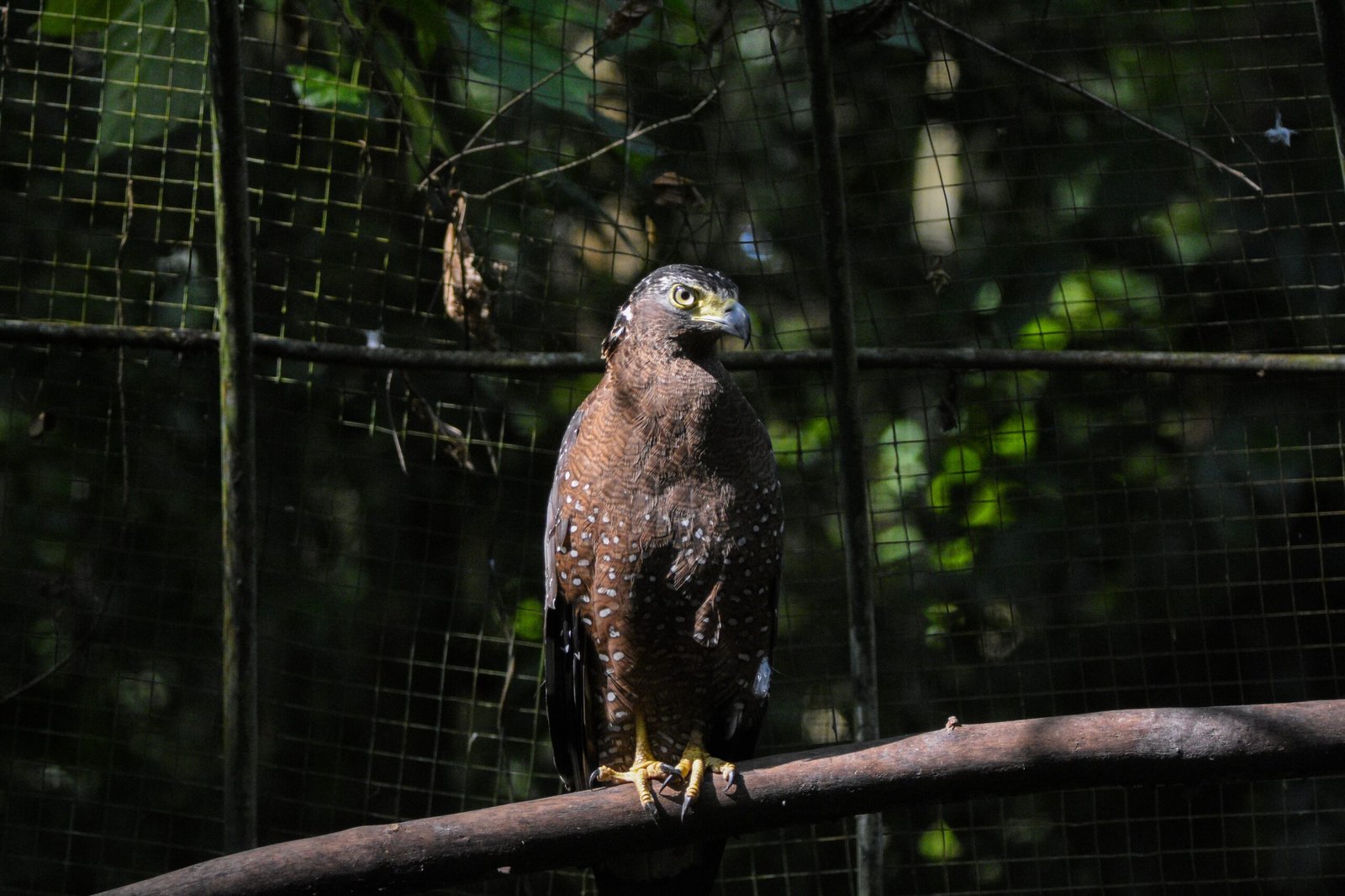 Science, Conservation, and Hope (image credits: wikimedia)