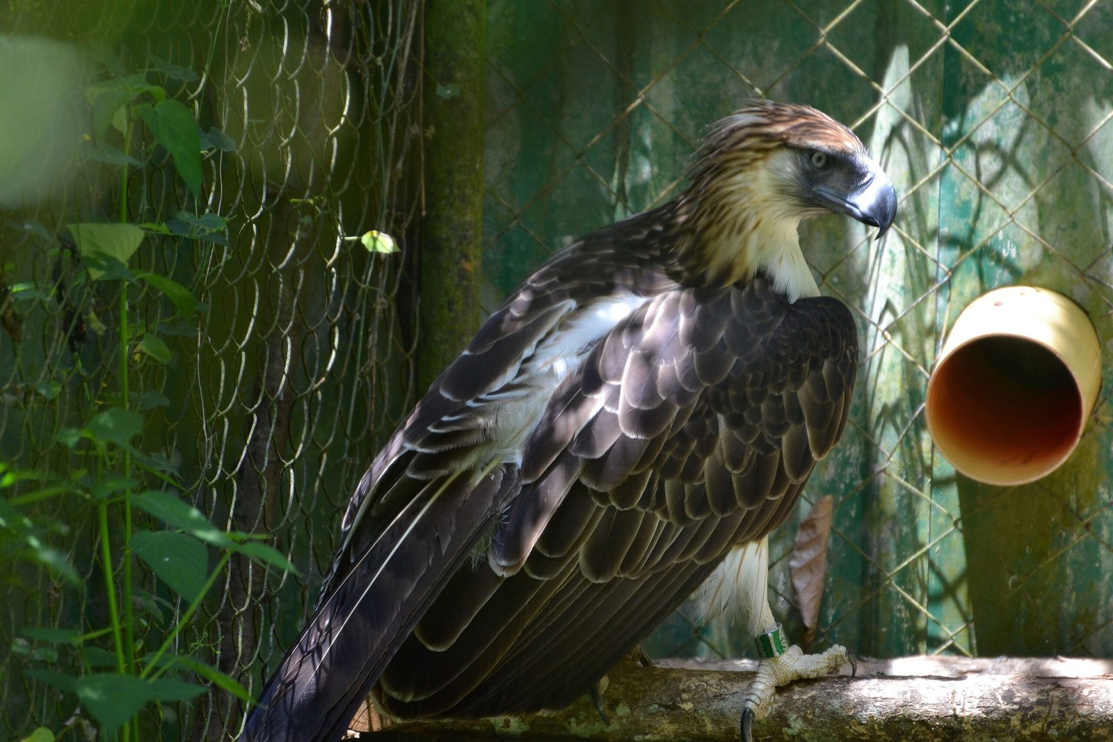 What the Future Holds for the King of the Birds (image credits: wikimedia)