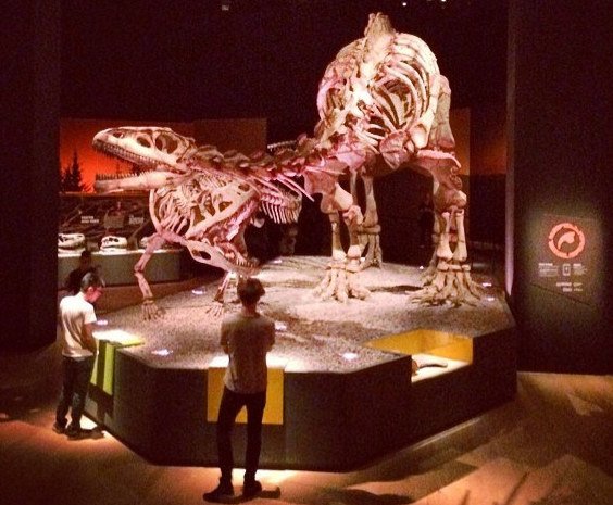 How Fossils Form—And Why They’re So Rare in Singapore (image credits: wikimedia)