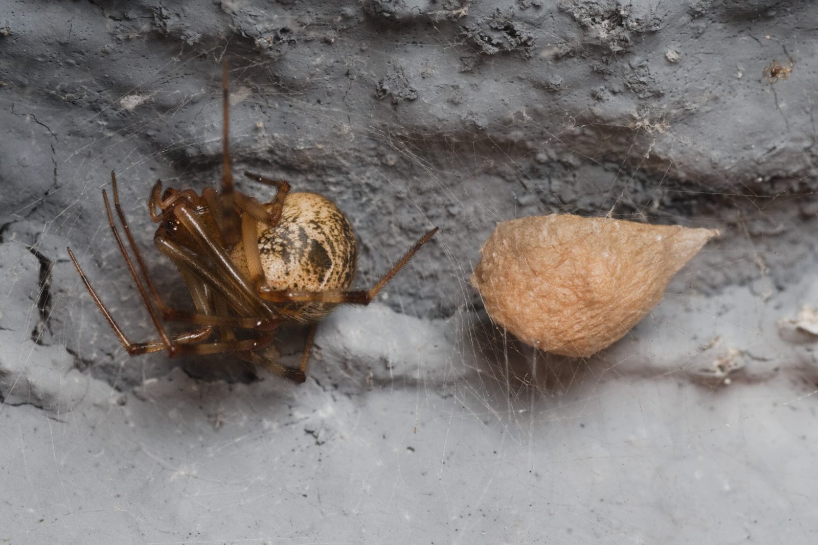 The Zombie Web: A Blueprint for Survival (image credits: wikimedia)