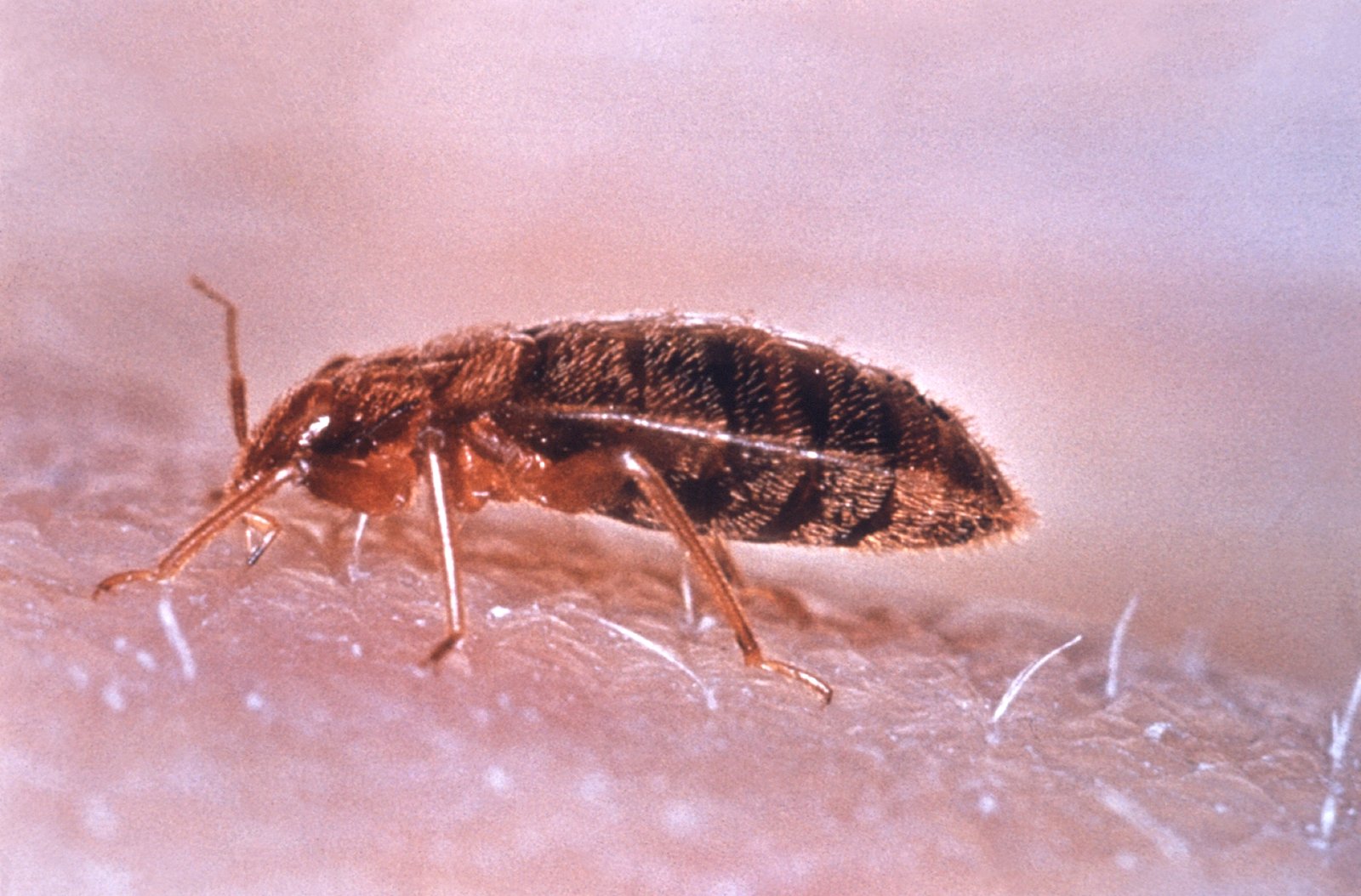 Other Mind-Controlling Parasites in Nature (image credits: wikimedia)