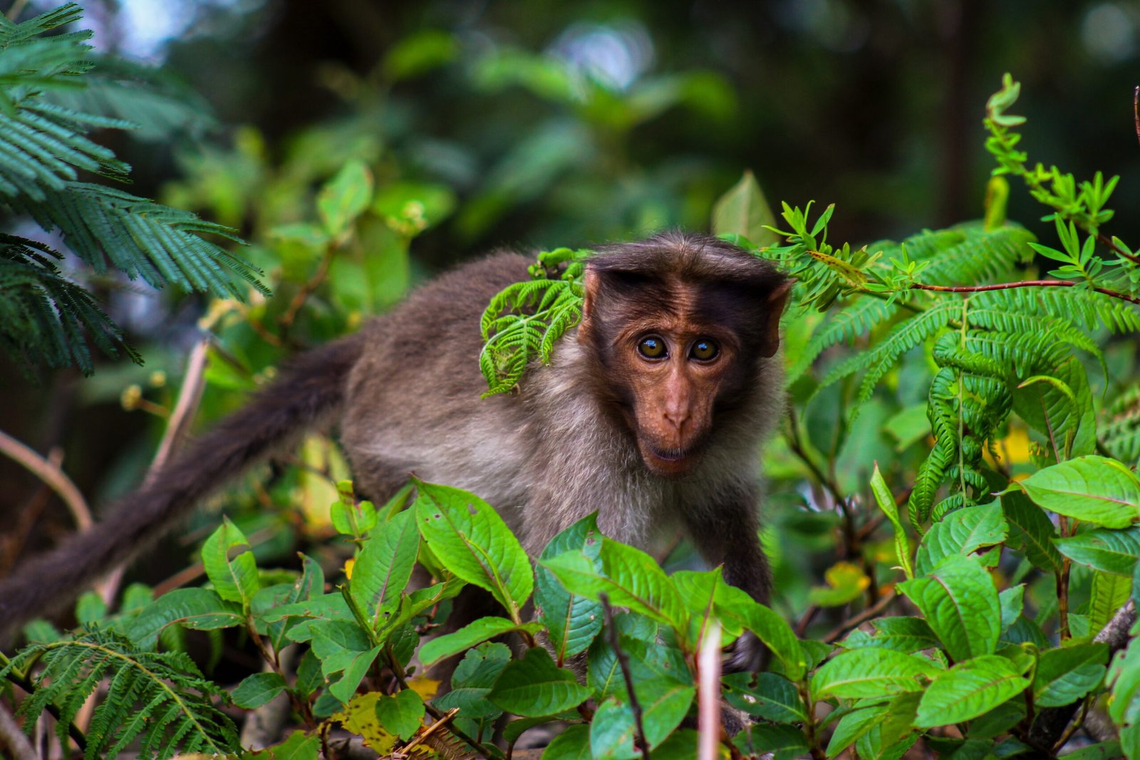 Monkey Mischief: The Science Behind Their Boldness (image credits: wikimedia)