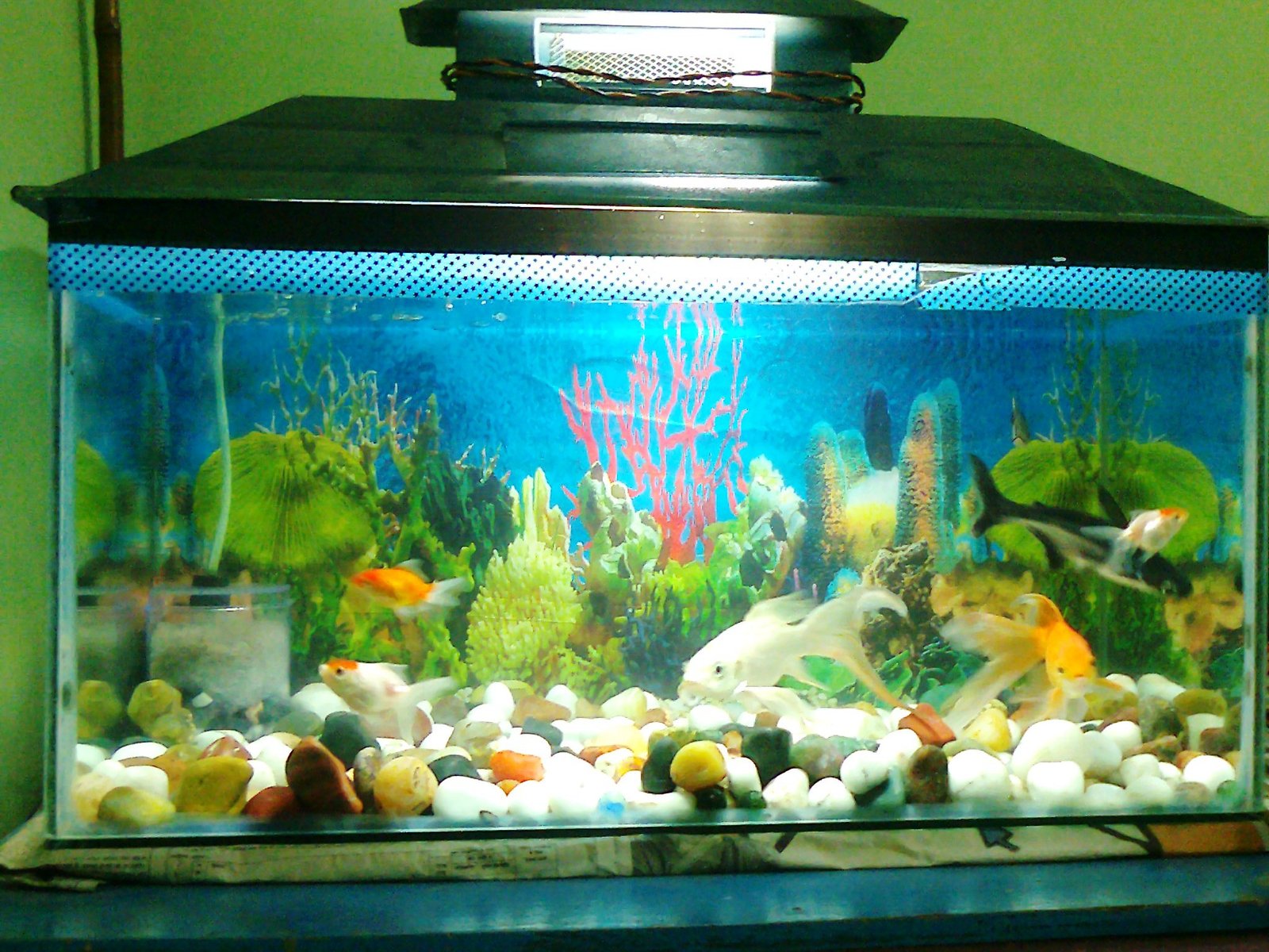 Adapting to Changing Environments (image credits: wikimedia)