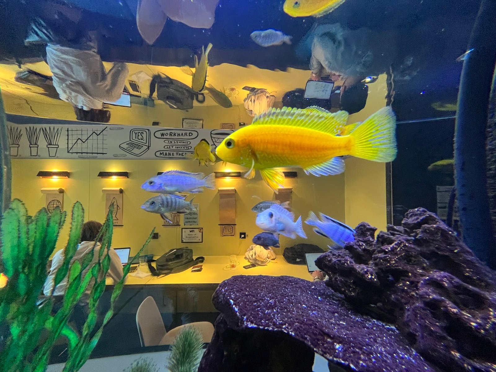 Goldfish in Scientific Research (image credits: wikimedia)