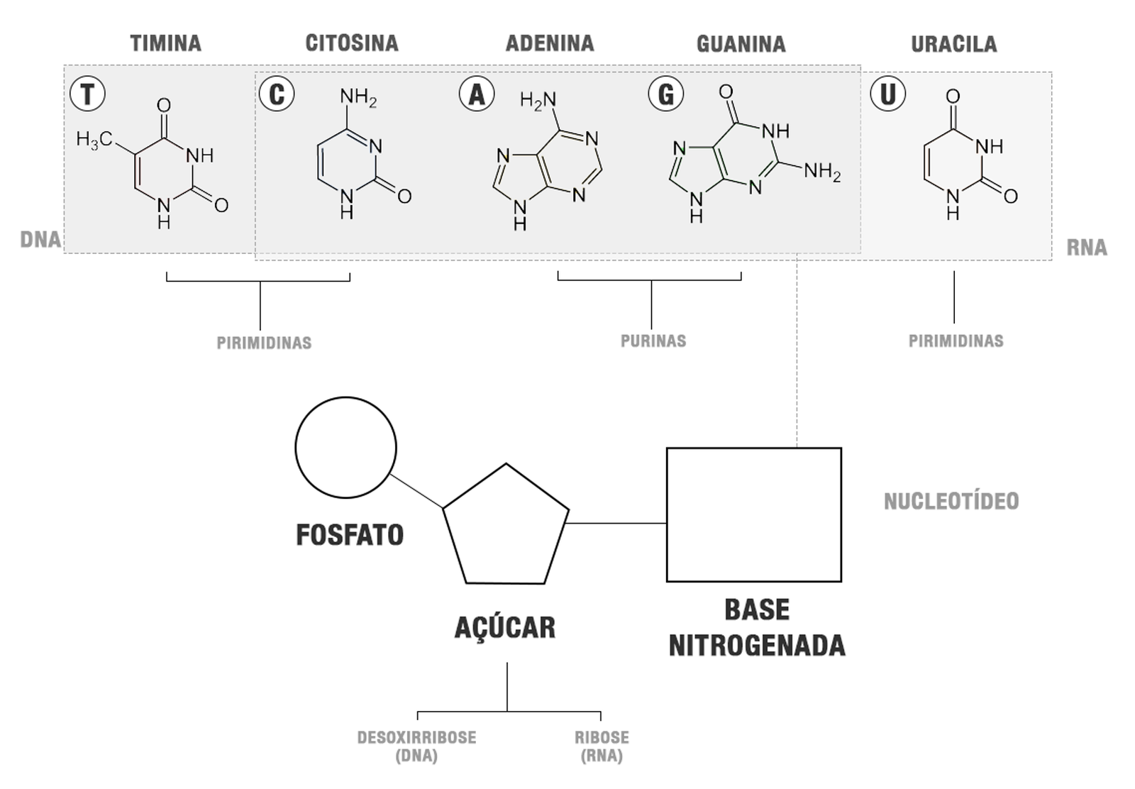The Importance of Genetic Memory (image credits: wikimedia)