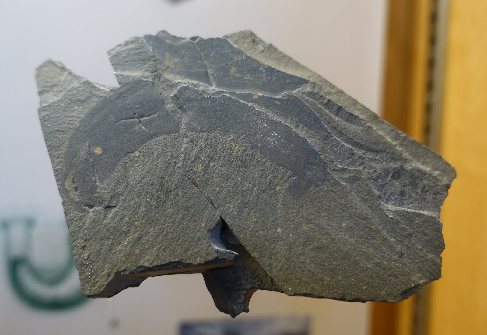 What Is the Burgess Shale? (image credits: wikimedia)