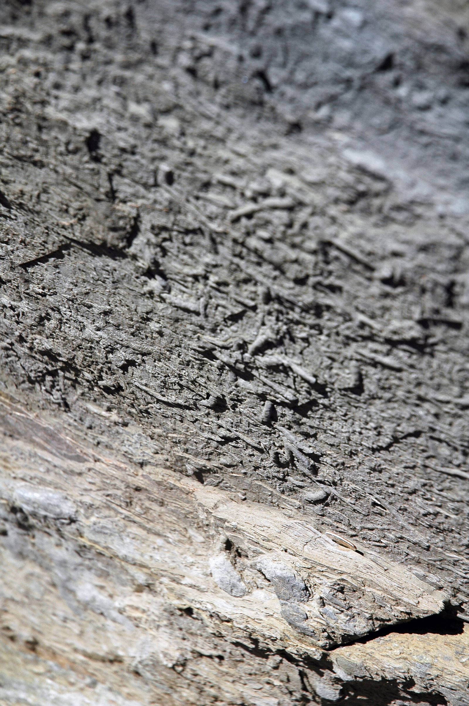 The Cambrian Explosion: Life’s Big Bang (image credits: wikimedia)