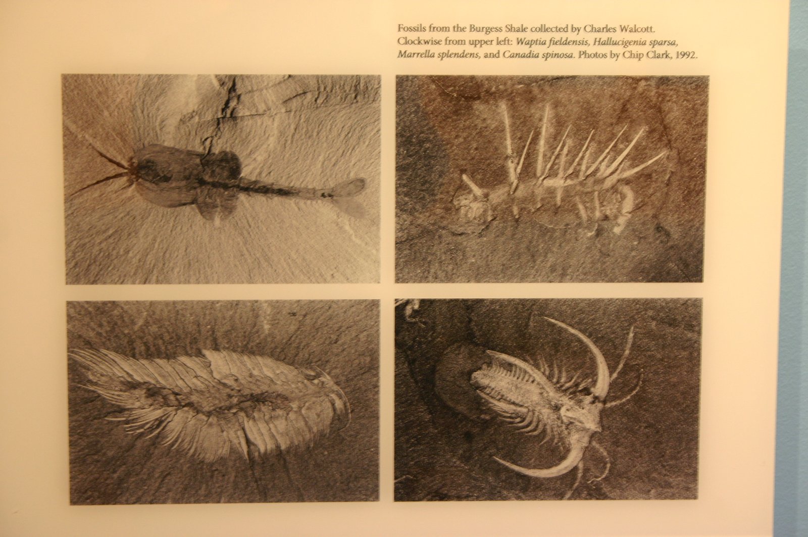 How the Burgess Shale Changed Science (image credits: wikimedia)