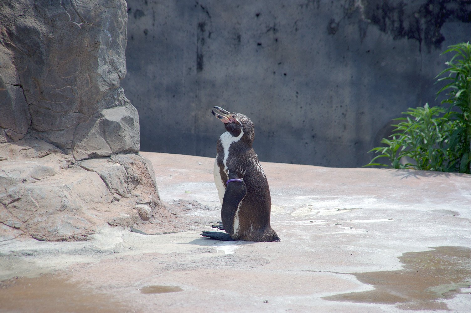 Love at First Sight: Observing Grape-kun’s Fascination (image credits: wikimedia)