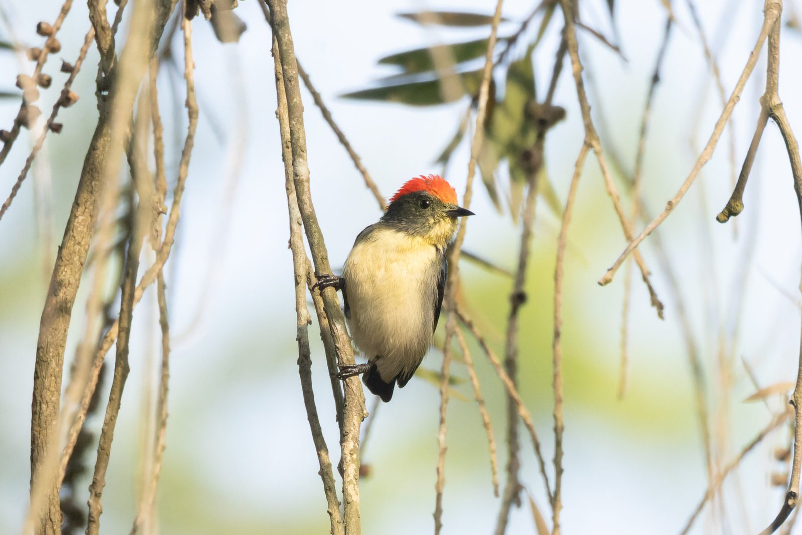 The Cebu Flowerpecker: A Bird Wrapped in Mystery (image credits: wikimedia)