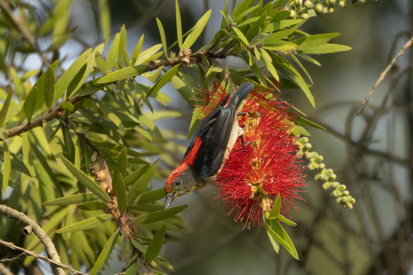 The Historical Disappearance: How the Bird Was Lost (image credits: wikimedia)