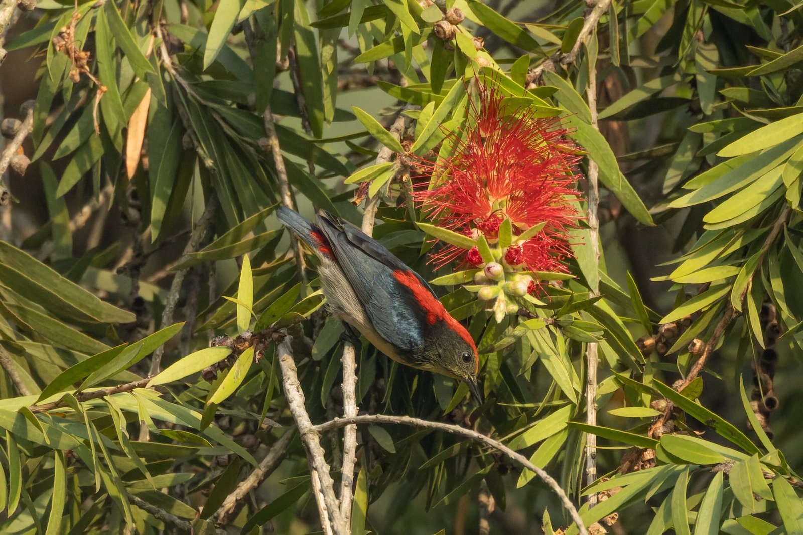 The Dramatic Rediscovery: Nature’s Second Chance (image credits: wikimedia)