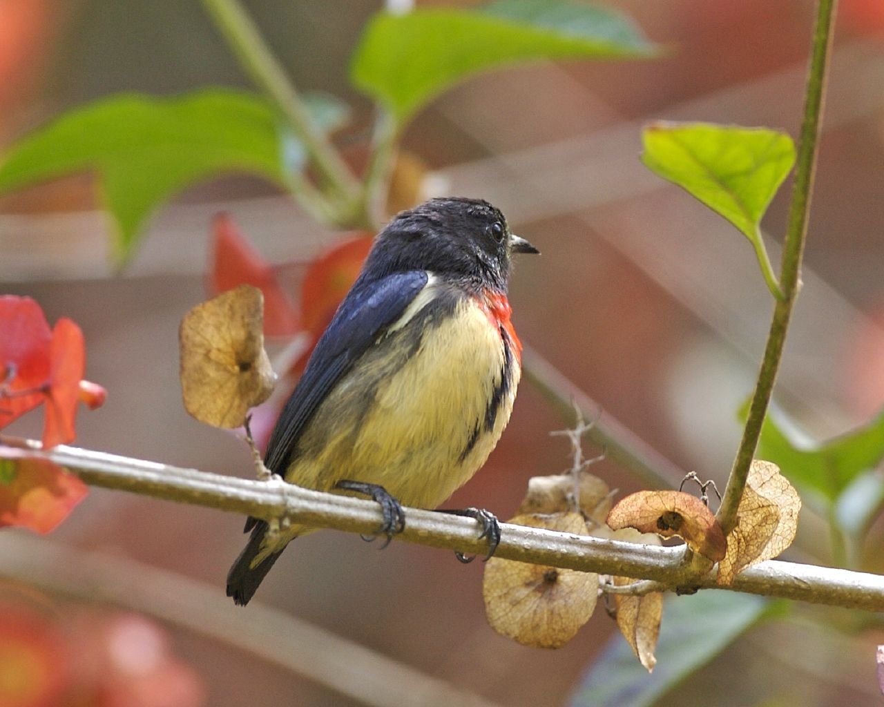 Why the Cebu Flowerpecker Matters (image credits: wikimedia)
