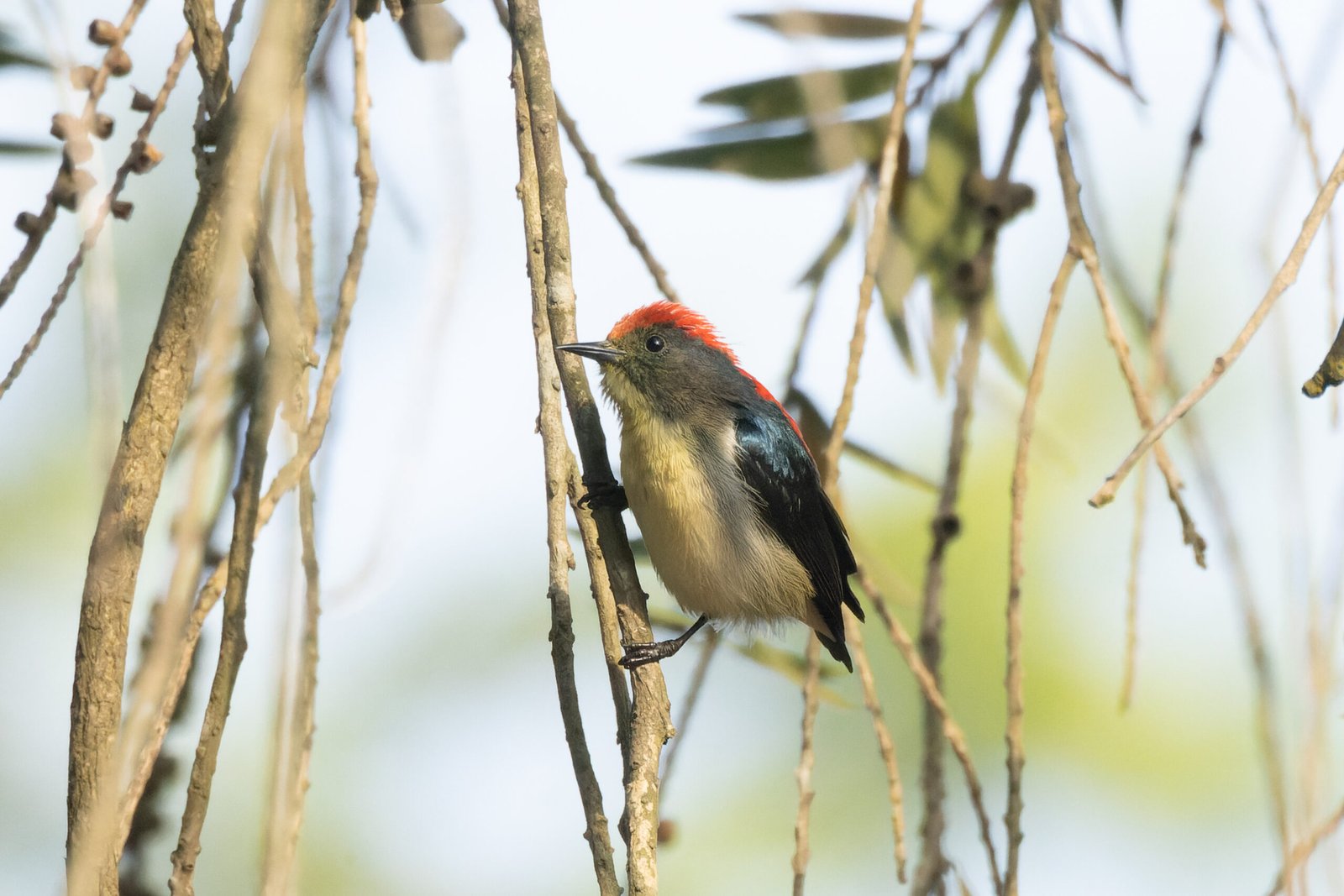 The Science Behind Species Rediscovery (image credits: wikimedia)