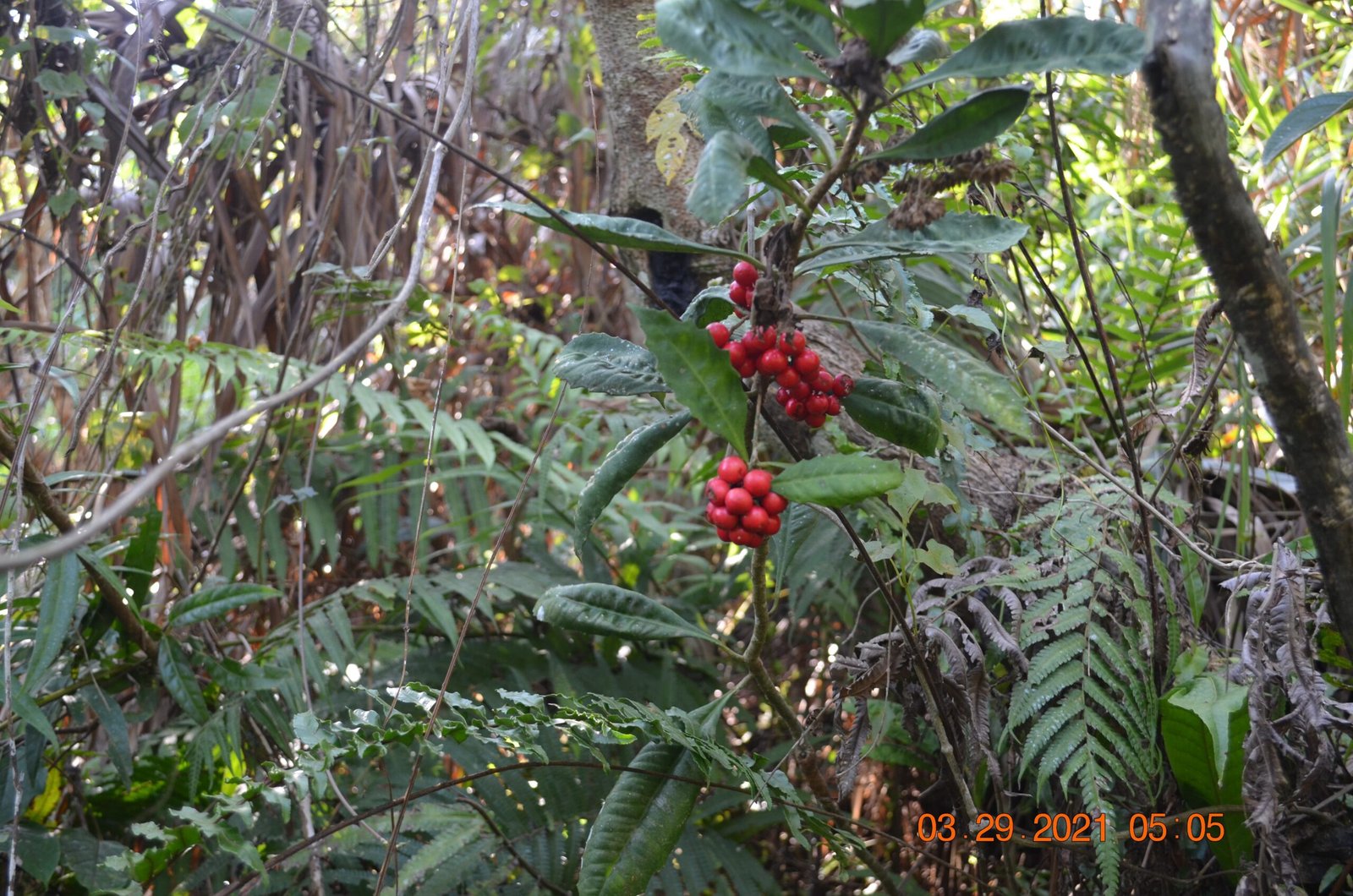 What the Cebu Flowerpecker Eats (image credits: wikimedia)