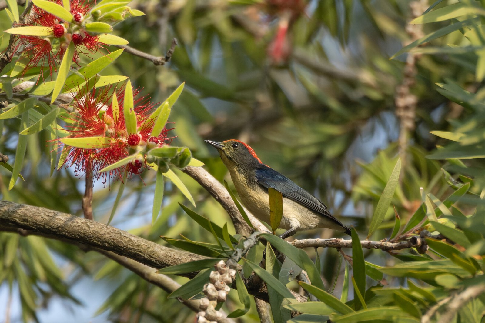 Lessons for Global Conservation (image credits: wikimedia)