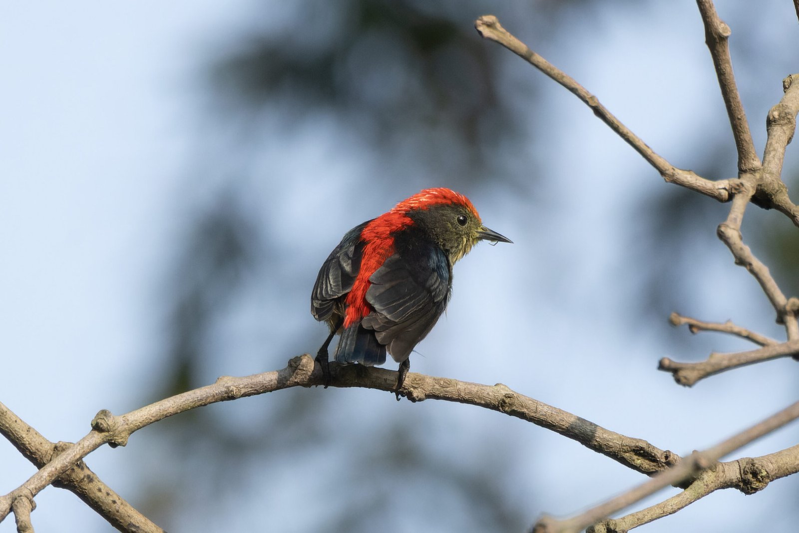Inspiring Change, One Bird at a Time (image credits: wikimedia)