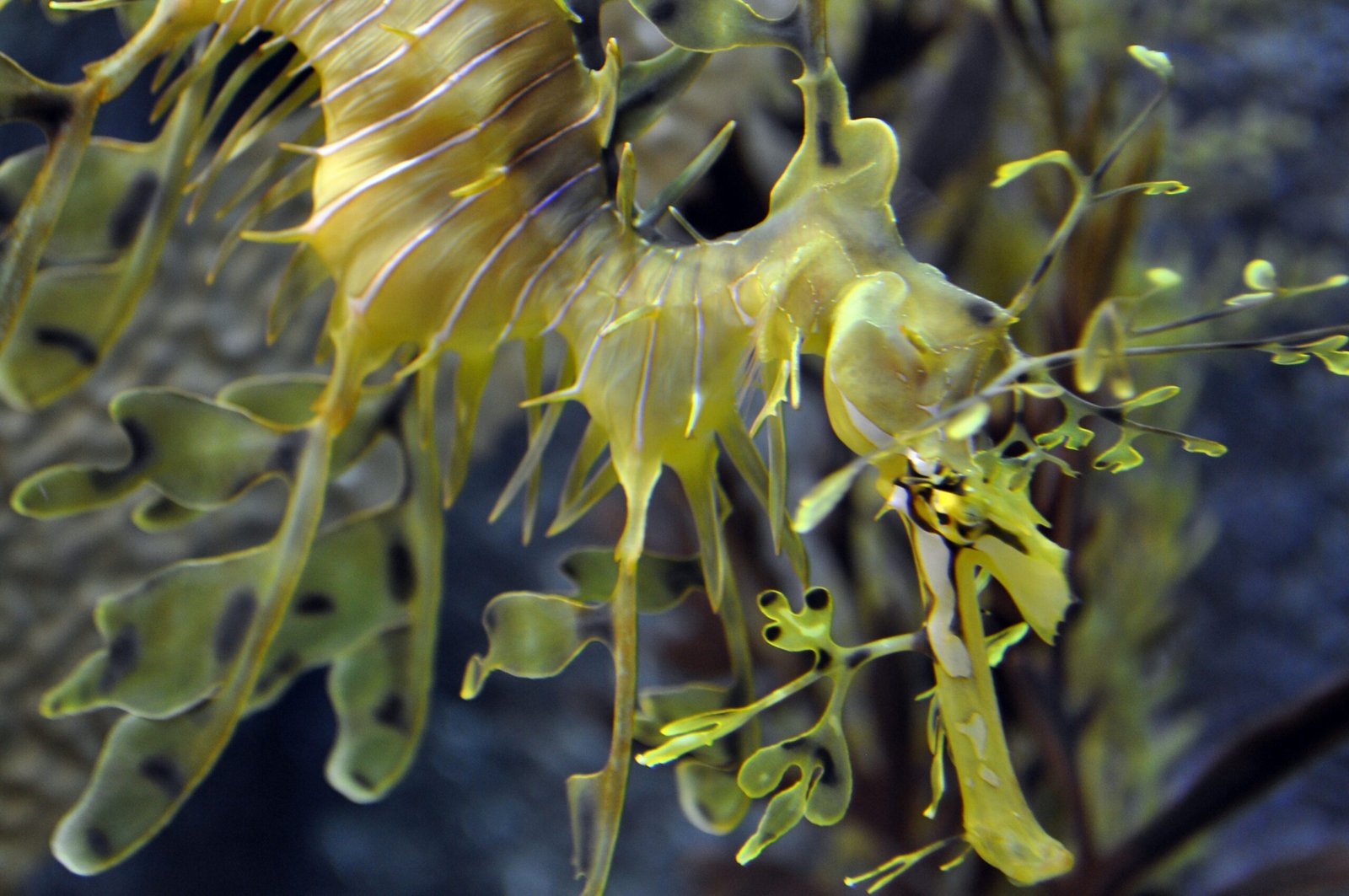 Origins and Habitat: Where Do They Live? (image credits: wikimedia)