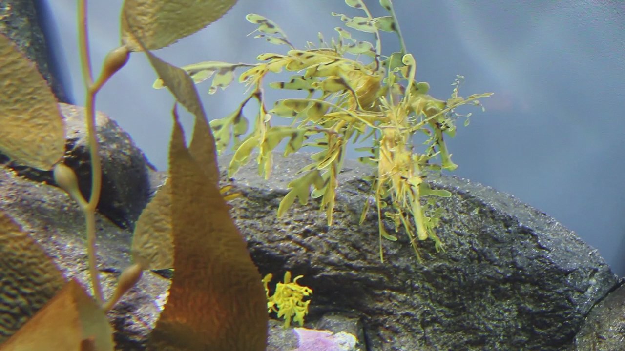 Love Underwater: Magical Mating Rituals (image credits: wikimedia)