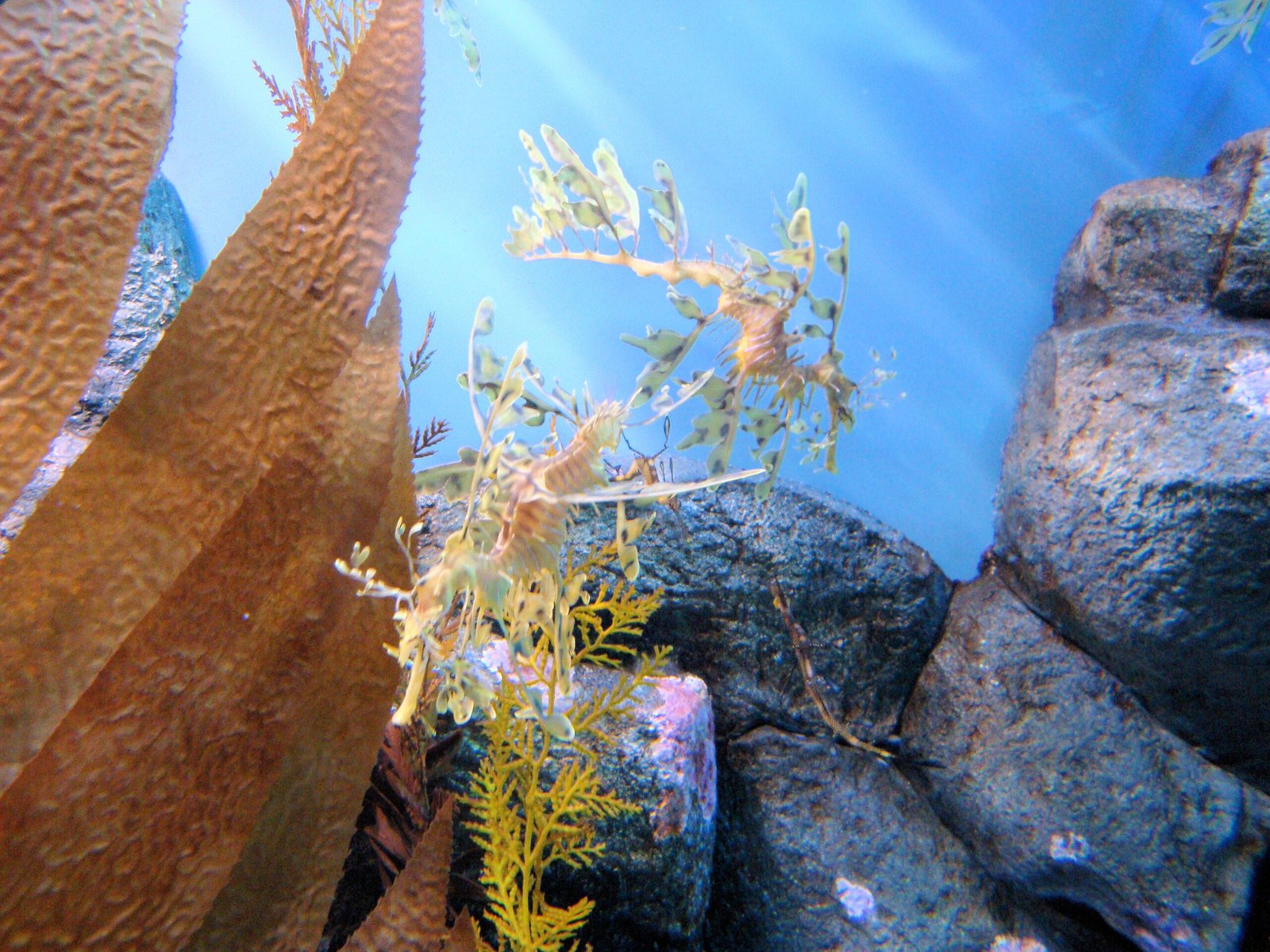 The Surprising Role of Sea Dragon Dads (image credits: wikimedia)