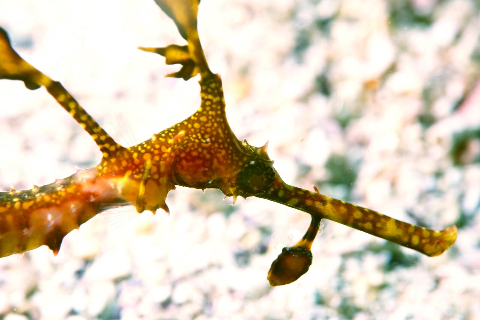 Early Life: The Journey of Baby Sea Dragons (image credits: wikimedia)