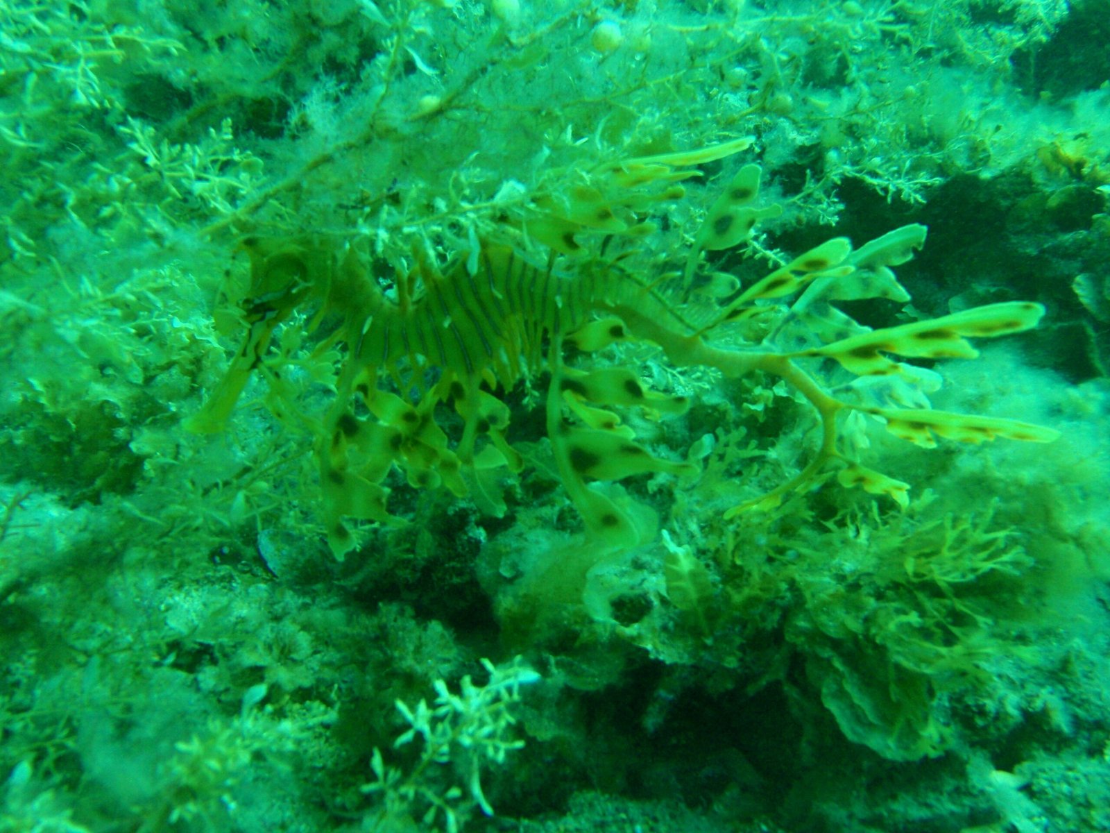 Why Are Leafy Sea Dragons So Rare? (image credits: wikimedia)