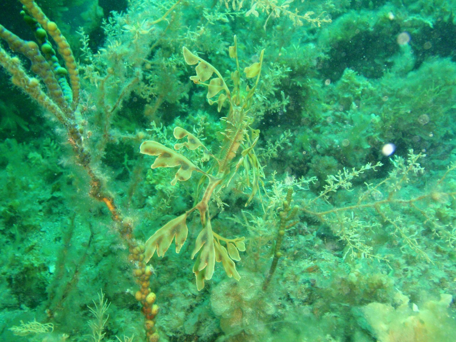 Human Curiosity and the Impact of Tourism (image credits: wikimedia)