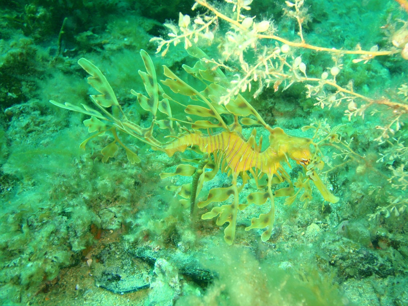 Myths, Legends, and Cultural Significance (image credits: wikimedia)