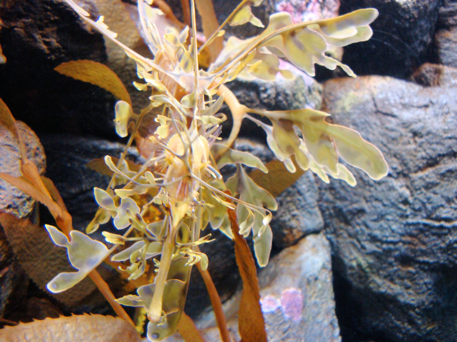 Leafy Sea Dragons in Aquariums: Education and Ethics (image credits: wikimedia)