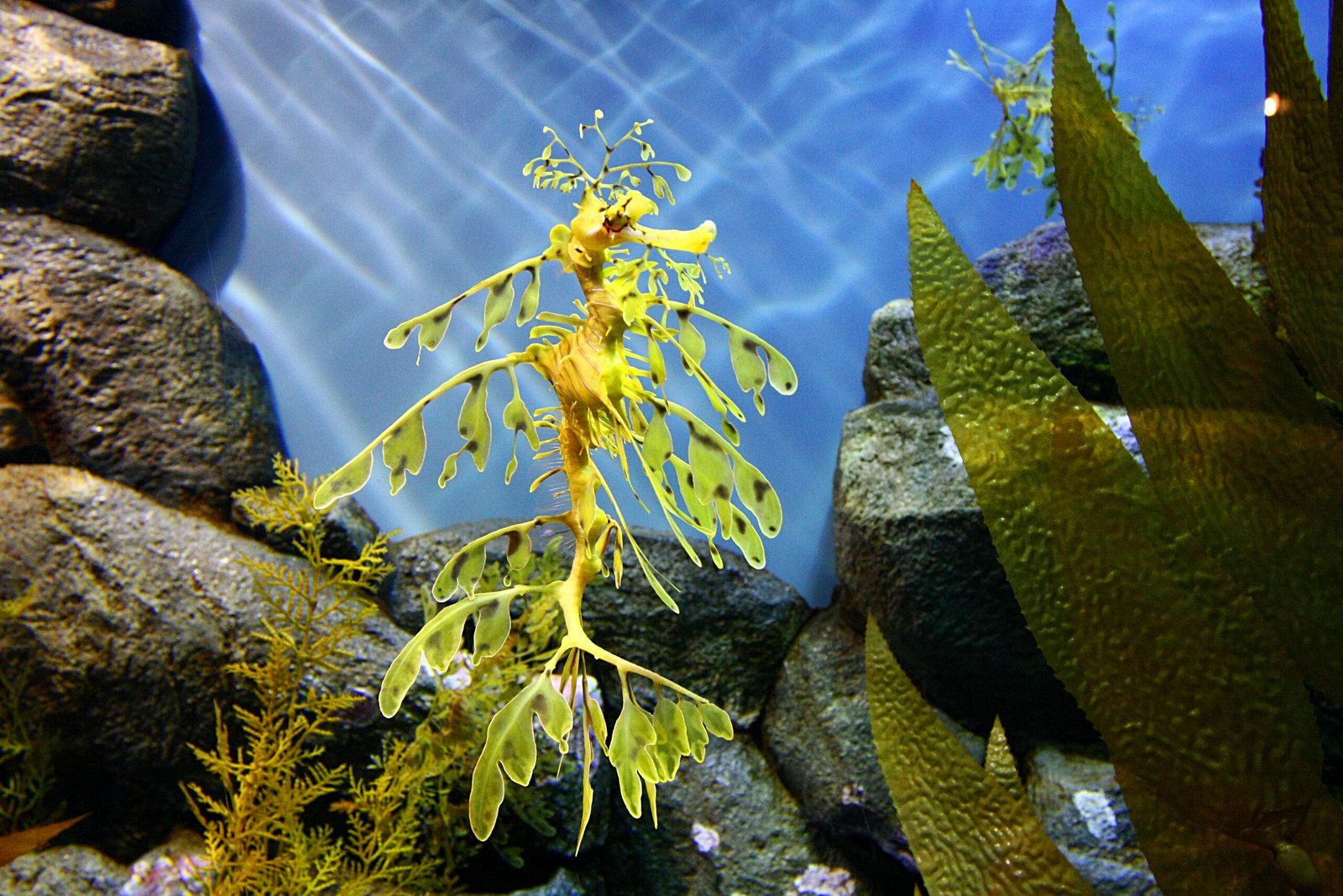 Fascination That Endures (image credits: wikimedia)