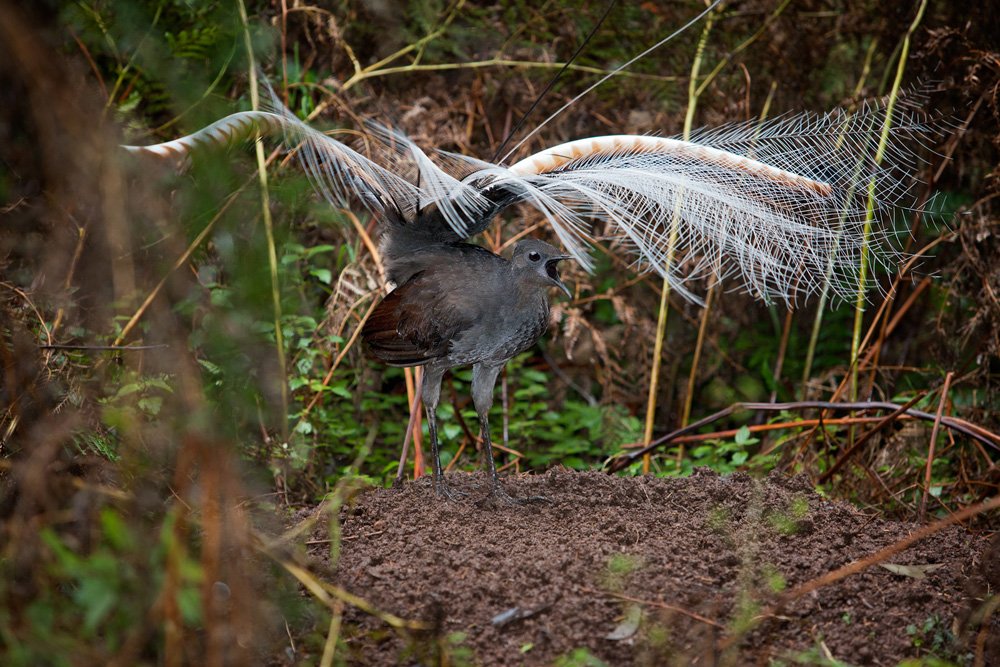The Lyrebird: Nature’s Vocal Virtuoso (image credits: wikimedia)