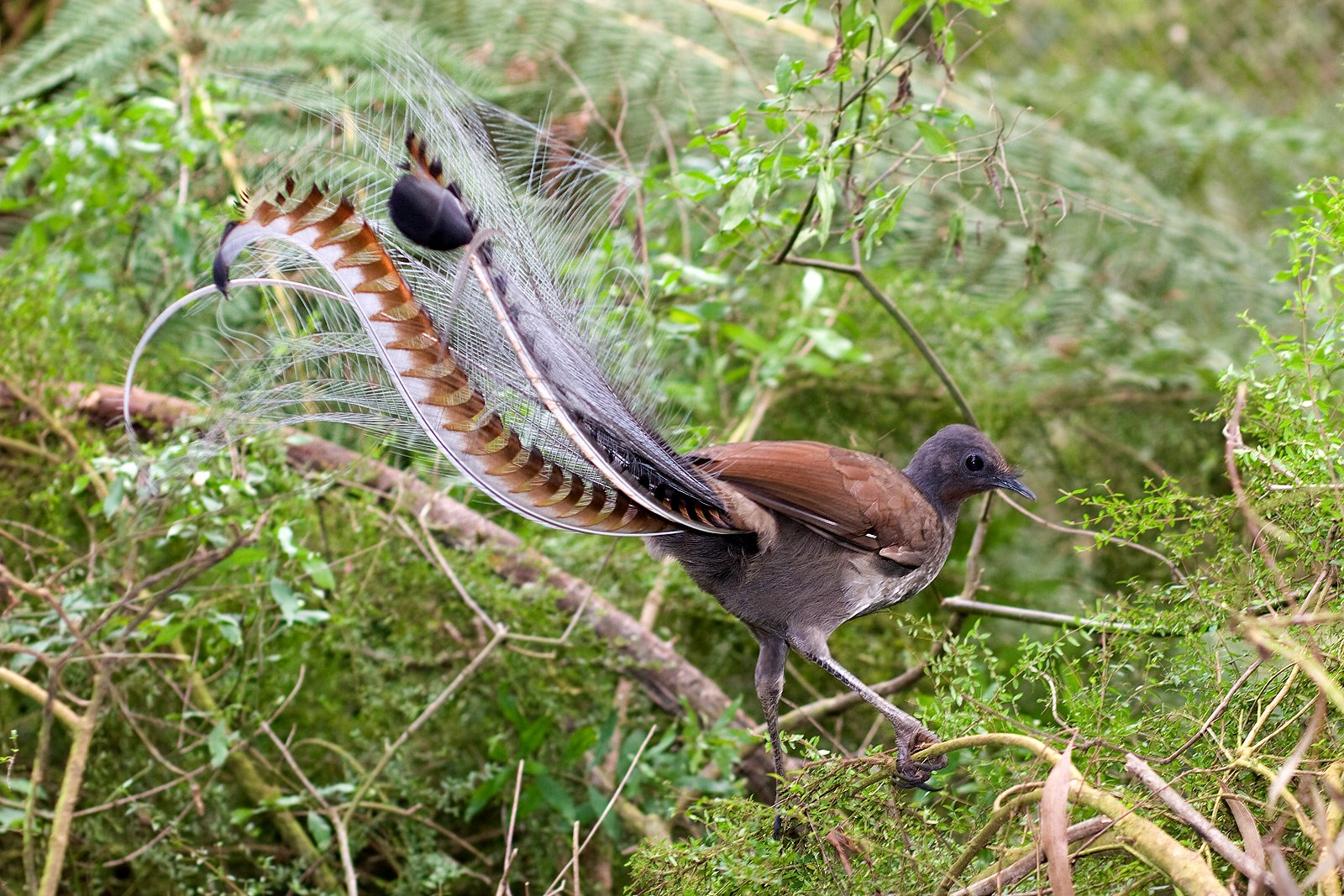 The Superb Lyrebird’s Legendary Repertoire (image credits: wikimedia)
